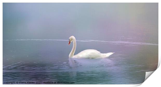 Swan in the Fog  Print by Elaine Manley