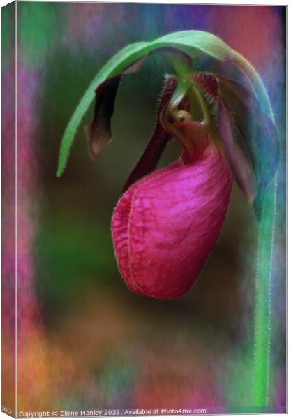 Lady Slipper  Canvas Print by Elaine Manley