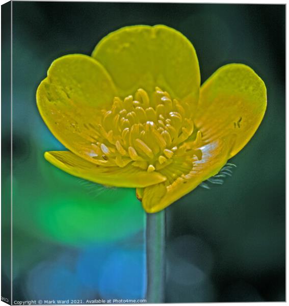 The Humble Buttercup Canvas Print by Mark Ward