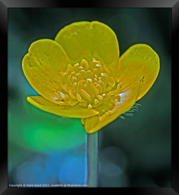 The Humble Buttercup Framed Print by Mark Ward