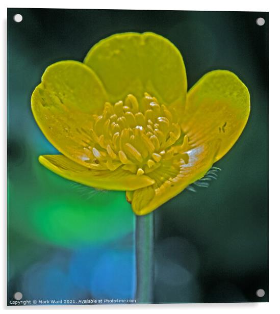 The Humble Buttercup Acrylic by Mark Ward