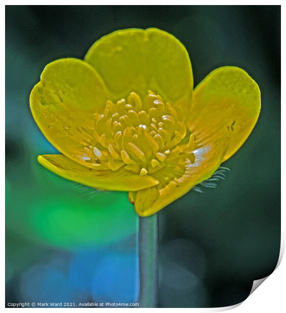 The Humble Buttercup Print by Mark Ward