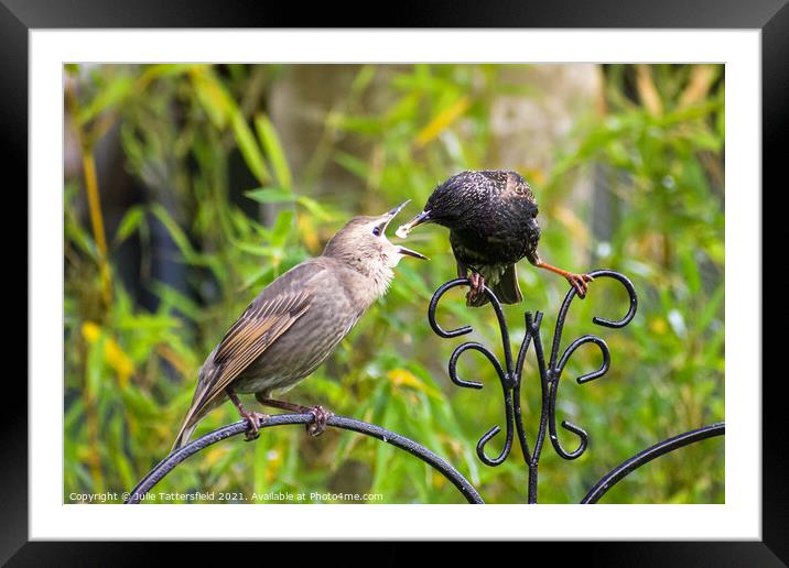 Starling feeding its  fledgling Framed Mounted Print by Julie Tattersfield