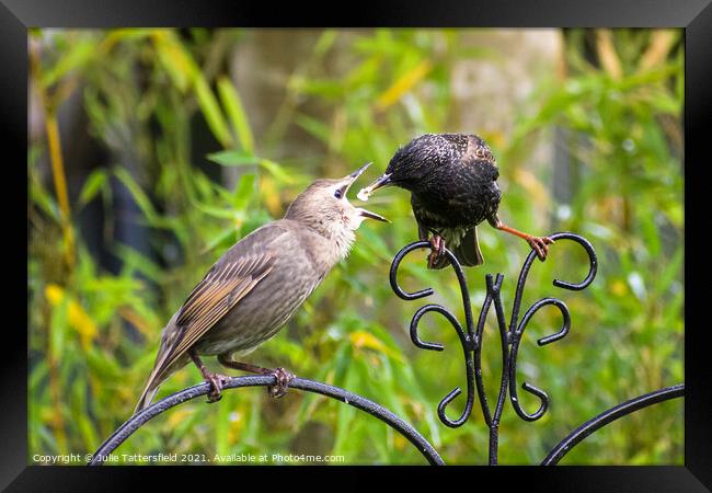 Starling feeding its  fledgling Framed Print by Julie Tattersfield