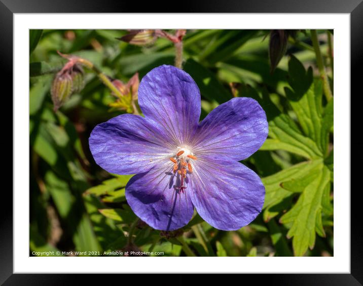 Jewel of a Flower Framed Mounted Print by Mark Ward