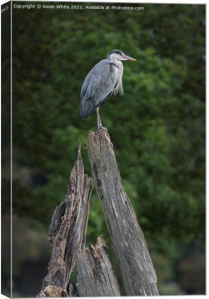 Grey Heron sitting on dead tree Canvas Print by Kevin White