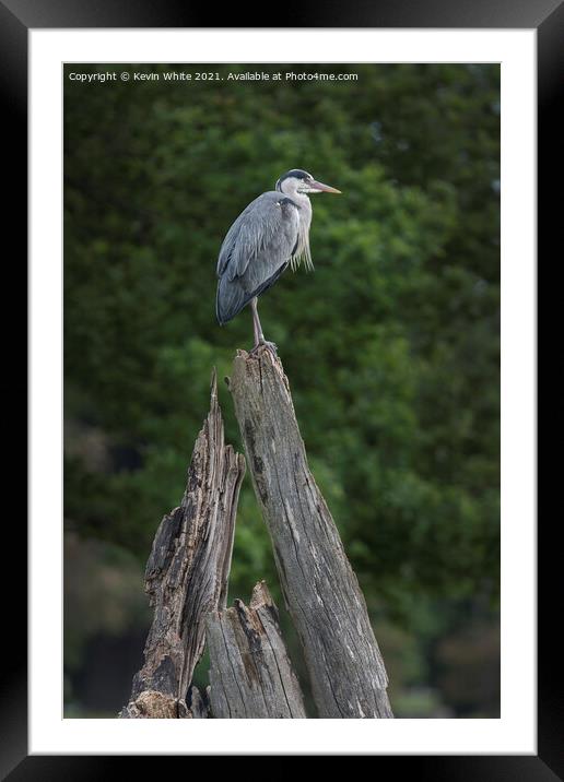 Grey Heron sitting on dead tree Framed Mounted Print by Kevin White