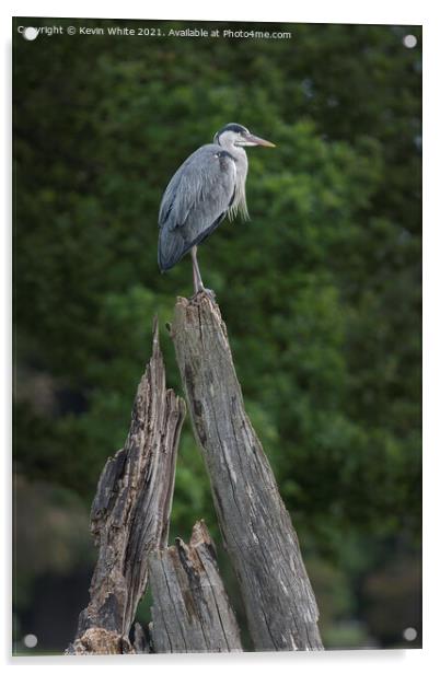 Grey Heron sitting on dead tree Acrylic by Kevin White