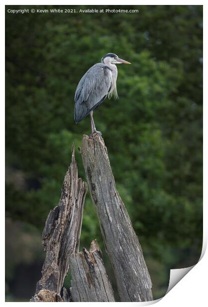Grey Heron sitting on dead tree Print by Kevin White