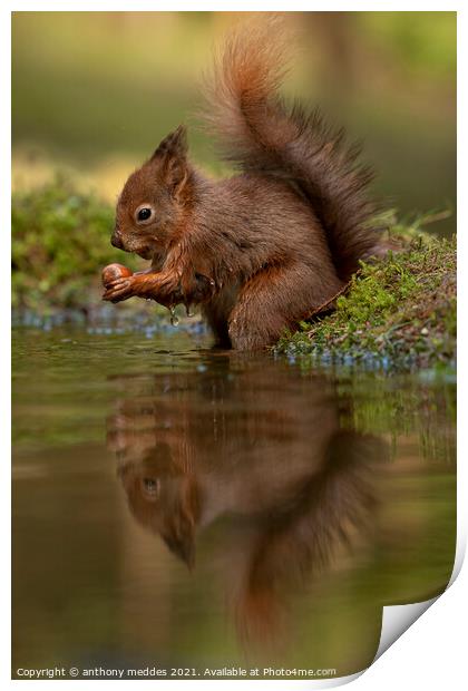A squirrel looking into a body of water Print by anthony meddes