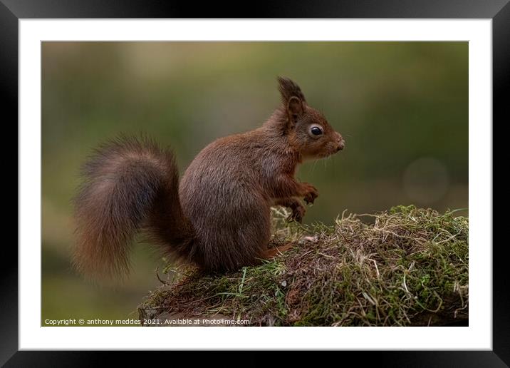 A squirrel standing on grass Framed Mounted Print by anthony meddes