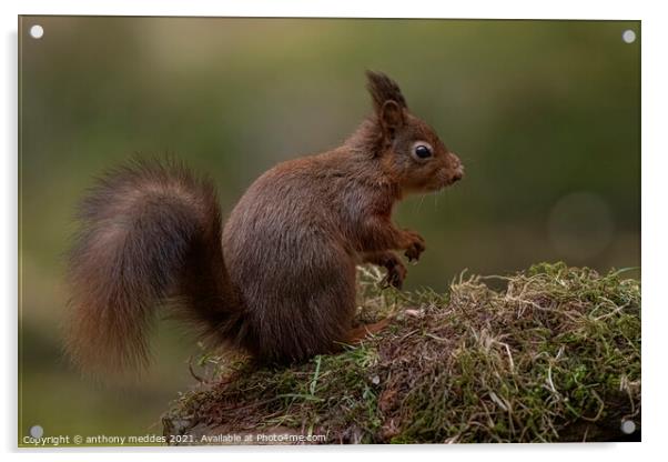 A squirrel standing on grass Acrylic by anthony meddes