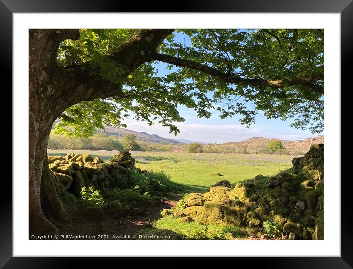Dartmoor oak Framed Mounted Print by Phil Vandenhove