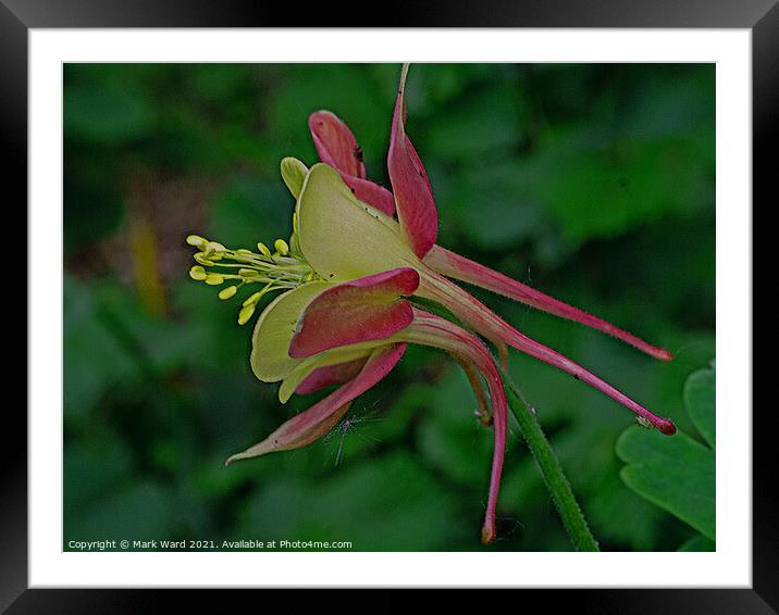 Aquilegia Sideview Framed Mounted Print by Mark Ward