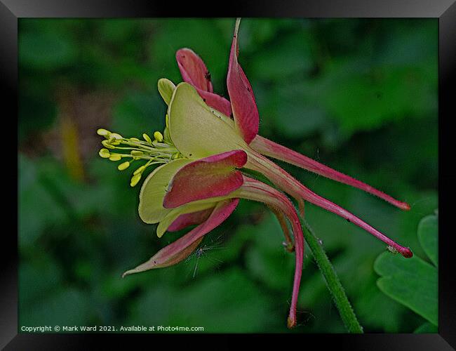 Aquilegia Sideview Framed Print by Mark Ward