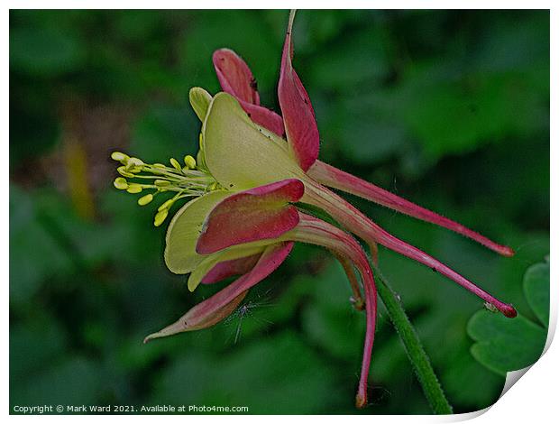 Aquilegia Sideview Print by Mark Ward