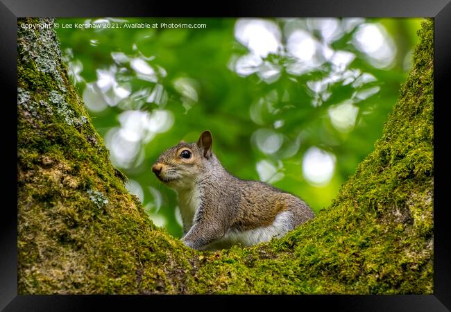 A squirrel standing on a branch Framed Print by Lee Kershaw