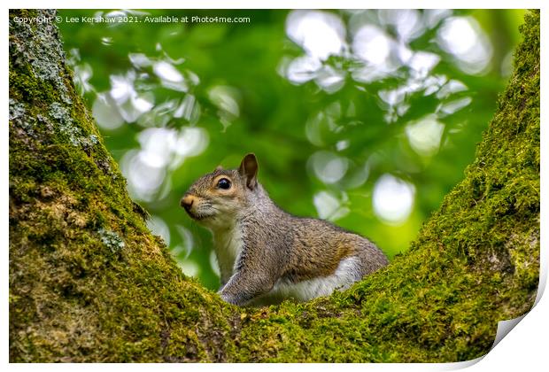 A squirrel standing on a branch Print by Lee Kershaw