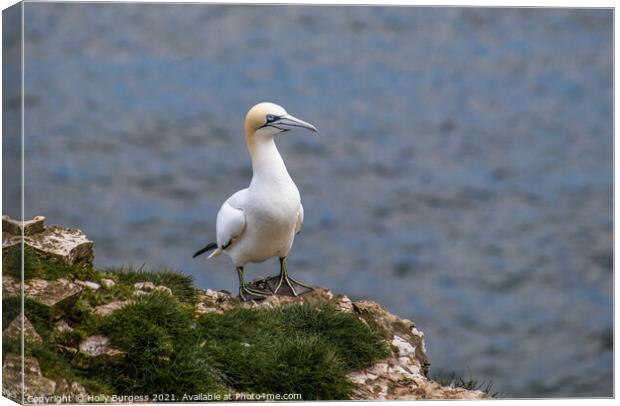 Gannet, on the cliff top a breeding time for all sea birds Canvas Print by Holly Burgess