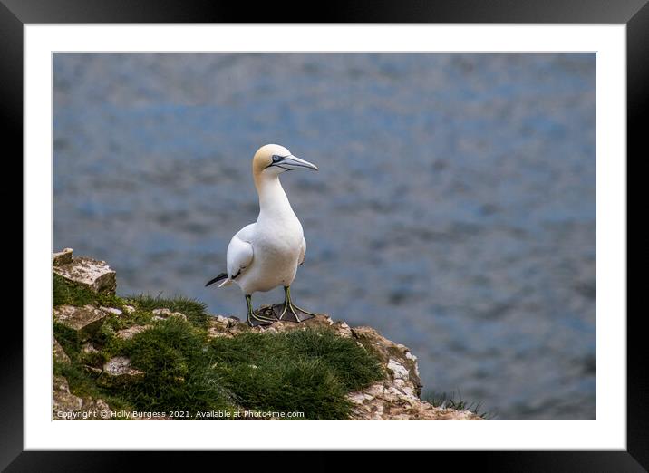 Gannet, on the cliff top a breeding time for all sea birds Framed Mounted Print by Holly Burgess