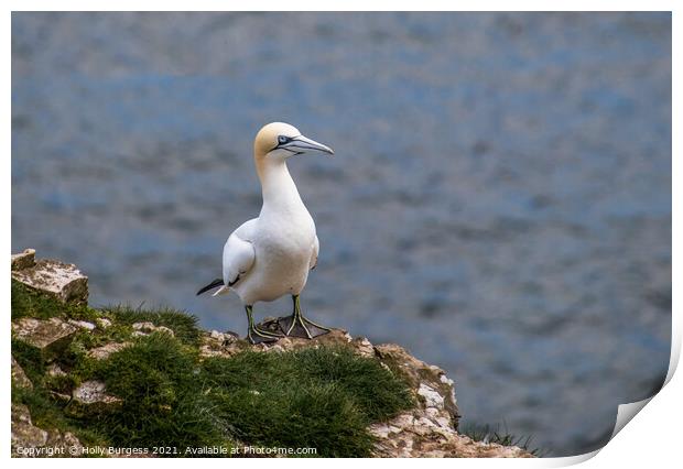 Gannet, on the cliff top a breeding time for all sea birds Print by Holly Burgess