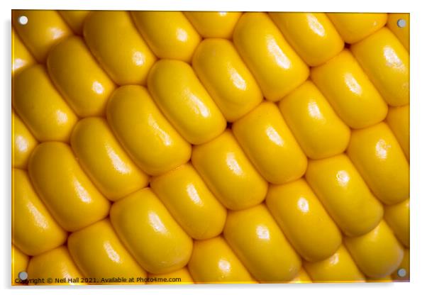 Corn on the Cob Acrylic by Neil Hall