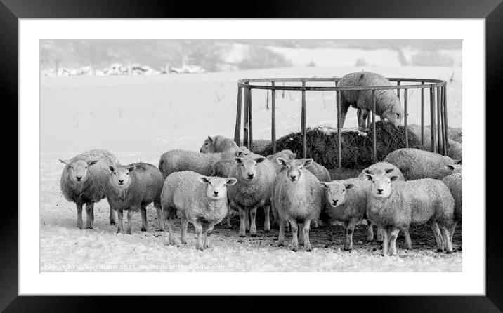A herd of sheep standing on top of a grass covered field Framed Mounted Print by karl mann