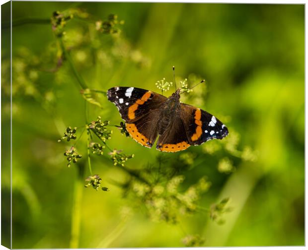 Red Admiral Butterfly. Canvas Print by Colin Allen