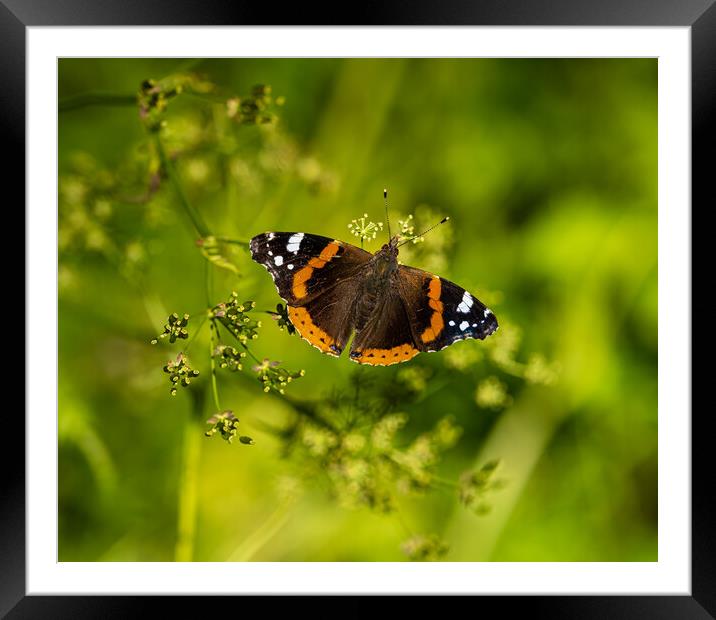 Red Admiral Butterfly. Framed Mounted Print by Colin Allen