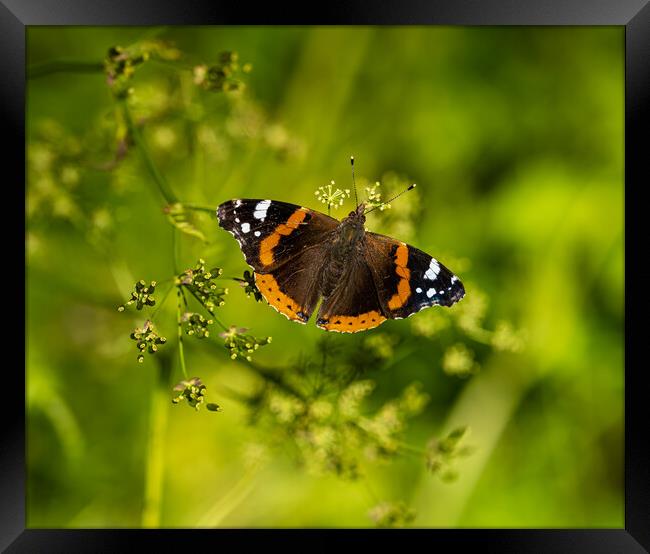 Red Admiral Butterfly. Framed Print by Colin Allen