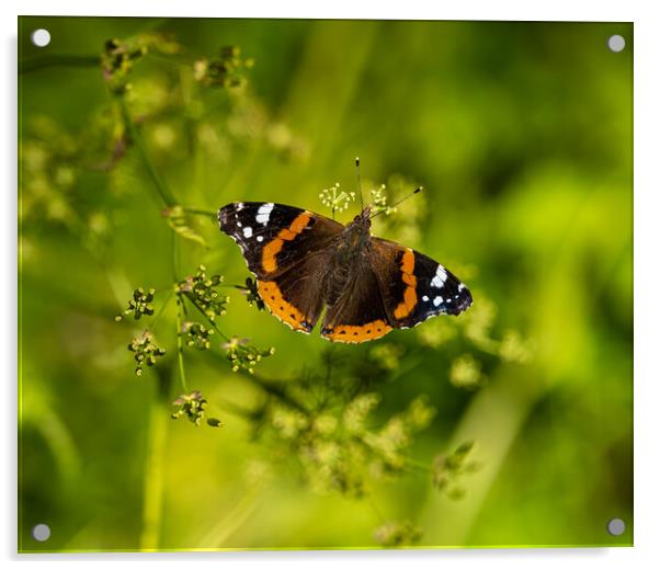 Red Admiral Butterfly. Acrylic by Colin Allen