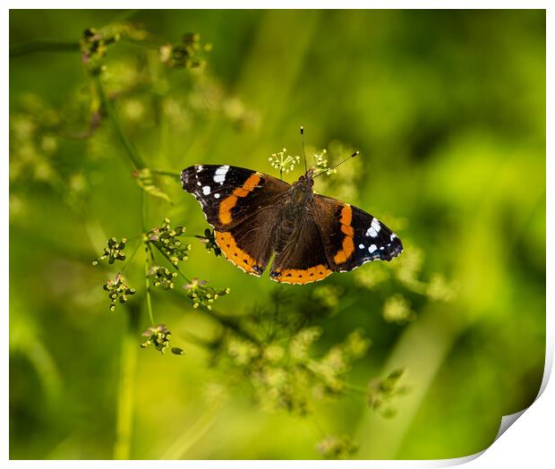 Red Admiral Butterfly. Print by Colin Allen