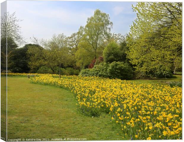Daffodils at Exbury gardens Canvas Print by Sandra Day