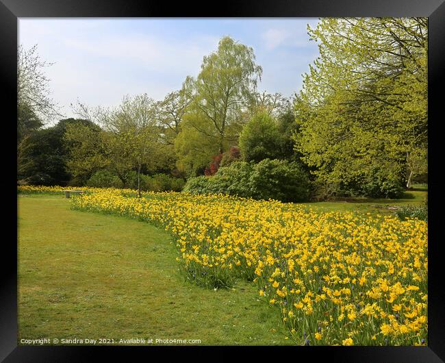 Daffodils at Exbury gardens Framed Print by Sandra Day