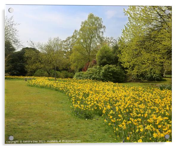 Daffodils at Exbury gardens Acrylic by Sandra Day