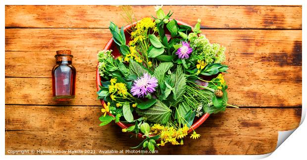 Natural medicine,fresh plants,healing herbs Print by Mykola Lunov Mykola