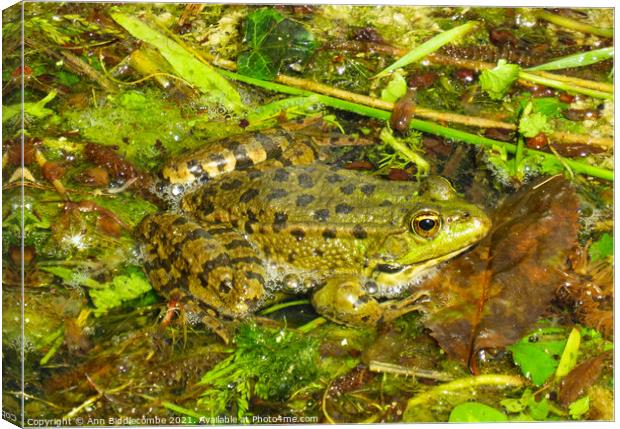 Common green frog Canvas Print by Ann Biddlecombe