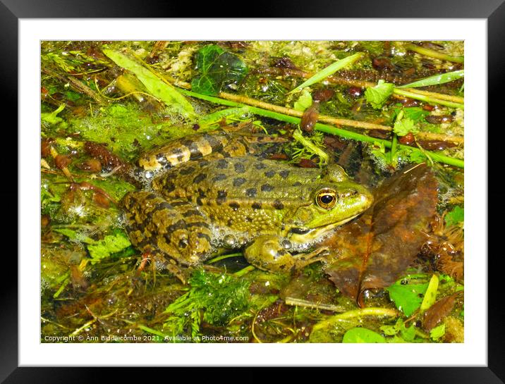 Common green frog Framed Mounted Print by Ann Biddlecombe