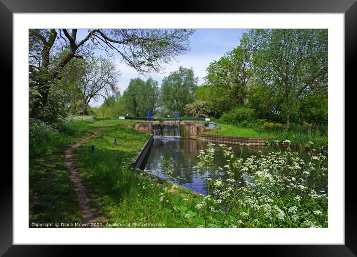Rushes Lock and tow path Ulting Essex Framed Mounted Print by Diana Mower