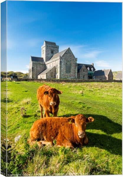 Cows at the Abbey, Isle of Iona, Scotland Canvas Print by Justin Foulkes