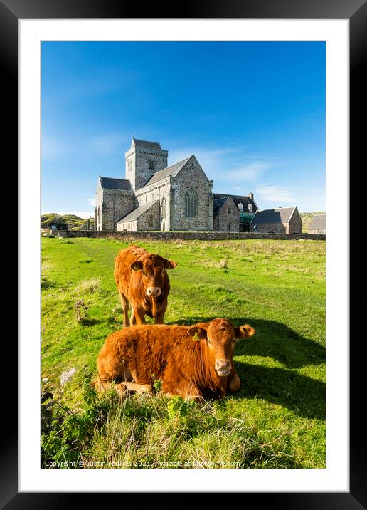 Cows at the Abbey, Isle of Iona, Scotland Framed Mounted Print by Justin Foulkes