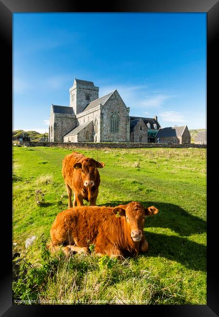 Cows at the Abbey, Isle of Iona, Scotland Framed Print by Justin Foulkes