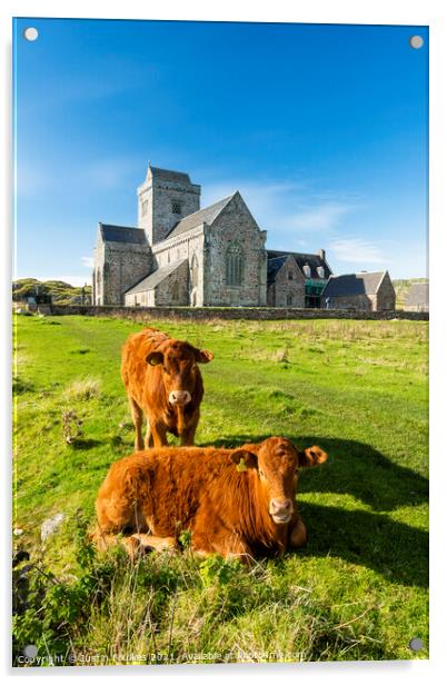 Cows at the Abbey, Isle of Iona, Scotland Acrylic by Justin Foulkes