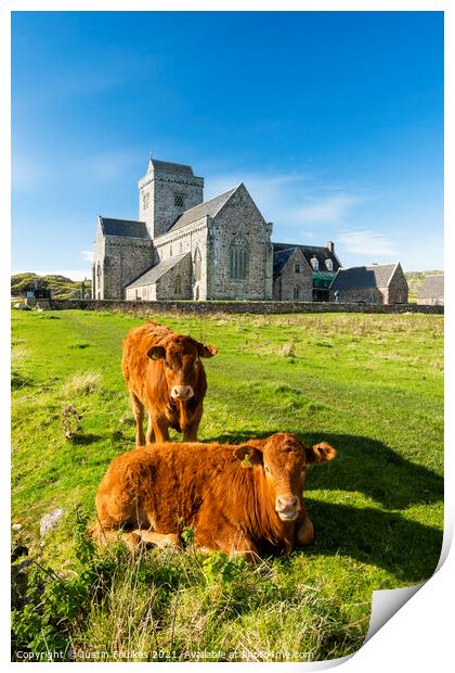 Cows at the Abbey, Isle of Iona, Scotland Print by Justin Foulkes