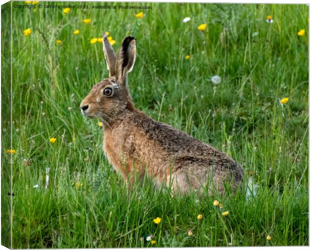 Majestic Hare in the Serene Moorlands Canvas Print by tammy mellor
