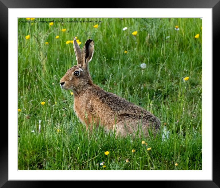 Majestic Hare in the Serene Moorlands Framed Mounted Print by tammy mellor