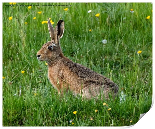 Majestic Hare in the Serene Moorlands Print by tammy mellor
