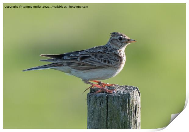 Majestic Skylark Sings Its Heart Out Print by tammy mellor