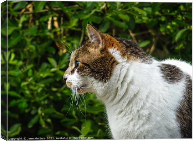 White and Tabby Cat  Canvas Print by Jane Metters