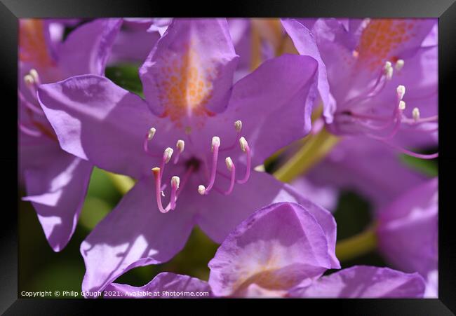 Rhododendron Beauty Framed Print by Philip Gough